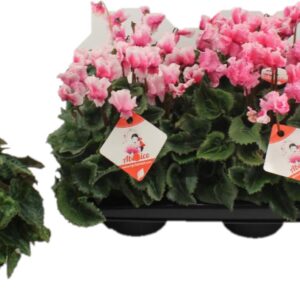 Cyclamen Premium Aban Cyclamen Abanico pink
(6 Plants/Order)(13cmP 30cmH)