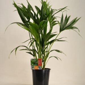 Howea forsteriana KENTIA - P21 H90 - 6PP (Howea forsteriana)
(1 Plants/Order)(21cmP 90cmH)