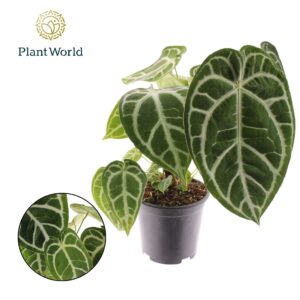 Anthurium Leaf Anthurium Chrystallinum
(3 Plants/Order)(19cmP 50cmH)