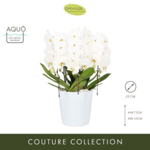 Arrangement Phalaenopsis Japanse Mountain White 3 spike
(1 Plants/Order)(25cmP cmH)