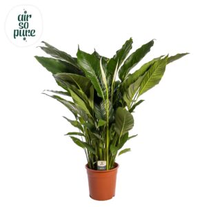 Spathiphyllum Sweet Sebastiano Spathiphyllum 'Sweet Sebastiano' ASP
(1 Plants/Order)(24cmP 120cmH)