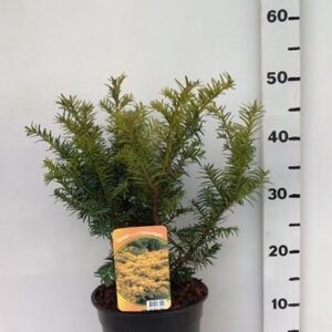 Taxus baccata Summergold
(1 Plants/Order)(19cmP 60cmH)