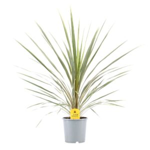 Cordyline Variegata Cordyline Australis Variegata - 17cm
(6 Plants/Order)(17cmP 80cmH)