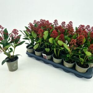 Skimmia japonica Rubella p9 3 Flower
(18 Plants/Order)(9cmP 30cmH)