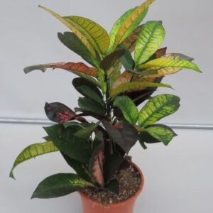 Codiaeum Mrs Iceton iceton 17
(6 Plants/Order)(17cmP 50cmH)