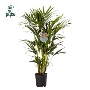 Howea forsteriana KENTIA - P24 H140 - 8PP - Air So Pure (Howea forsteriana)
(1 Plants/Order)(24cmP 140cmH)
