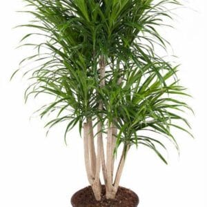 Dracaena Anita Dracaena Anita variegata busch P27
(1 Plants/Order)(27cmP 120cmH)