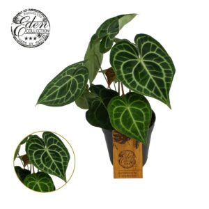 Anthurium clarinerviu Anthurium Clarinervium 15cm
(3 Plants/Order)(15cmP 25cmH)