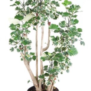 Polyscias Balfourii Polyscias Balfouriana busch P27
(1 Plants/Order)(27cmP 120cmH)