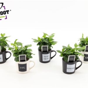 Arrangementen Coffea in koffiemok "Quotes"
(8 Plants/Order)(9cmP 25cmH)