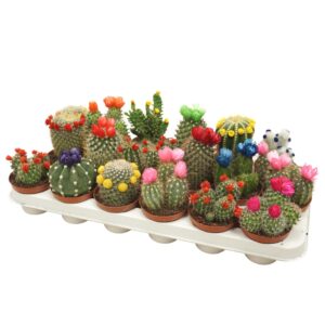 Cactus Cactus mix strobloem 8,5 cm
(18 Plants/Order)(8.5cmP 12cmH)