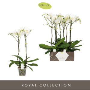 Phalaenopsis white more Ripsen Bijoux Crystal 2 spike
(4 Plants/Order)(15cmP 70cmH)