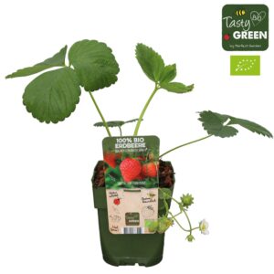 Fragaria Fragaria x ananassa Sonata Bio P13
(10 Plants/Order)(13cmP 30cmH)