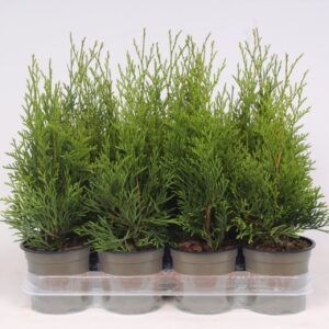 Thuja Smaragd Thuja occidentalis 'Smaragd' 
(11 Plants/Order)(11cmP 30cmH)