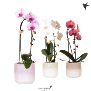 Phalaenopsis Elegant Cascade Kolibri Orchids Cascade Niagara Fall mix 1 spike in Gradience Pot mix
(4 Plants/Order)(12cmP 50cmH)