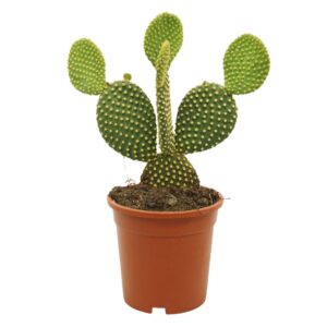 Opuntia microdasys var. Pallida Opuntia microdasys 17 cm
(4 Plants/Order)(17cmP 40cmH)