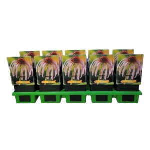 Echinacea purpurea Echinacea Simulata P11
(10 Plants/Order)(11cmP 25cmH)