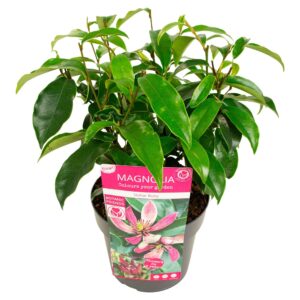 schrub Magnolia figo 'Stellar Ruby'
(1 Plants/Order)(19cmP 45cmH)