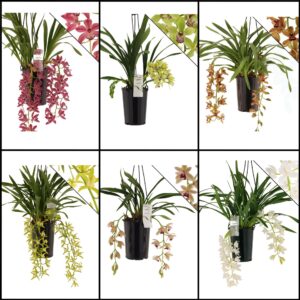 Cymbidium mix 2 spike
(8 Plants/Order)(14cmP 60cmH)