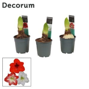 Hippeastrum Amaryllis mix 2 bud Extra OP
(10 Plants/Order)(12cmP 25cmH)