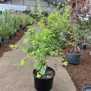 Acer palmatum Acer pal. 'Bi-Hoo' 
(1 Plants/Order)(40cmP 150cmH)