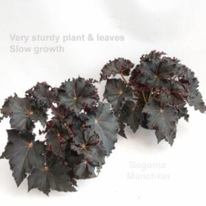 Begonia Munchkin 14cm
(3 Plants/Order)(14cmP 35cmH)