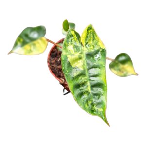 Philodendron Philodendron Billitiae Variegata
(2 Plants/Order)(9cmP 10cmH)