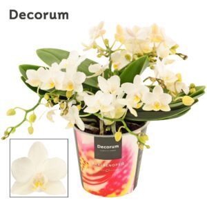 Phalaenopsis white more Ripsen Phalaenopsis Table Whitney 4+ spike (Decorum) 
(5 Plants/Order)(12cmP 25cmH)