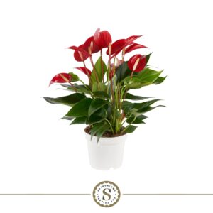 Anthurium Banderola Roja Anthurium Mille Fleurs Roja 12cm
(10 Plants/Order)(12cmP 40cmH)