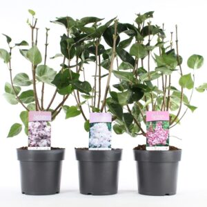 Syringa vulg. mix C6
(1 Plants/Order)(22cmP 80cmH)