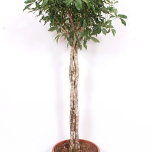 Schefflera Compacta Schefflera arboricola 'Compacta'
(1 Plants/Order)(45cmP 180cmH)