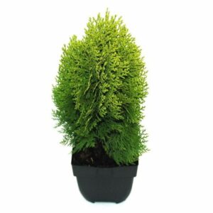 Platycladus orientalis Aurea Nana Platycladus orientalis 'Aurea Nana' P17
(6 Plants/Order)(17cmP 55cmH)