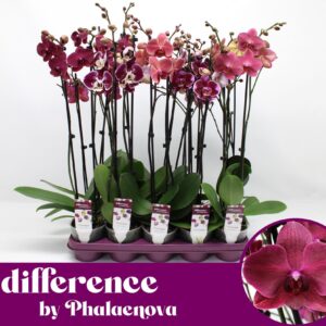 Phalaenopsis other red more Burgundy 2-tak 60cm (GROEN)
(10 Plants/Order)(12cmP 65cmH)