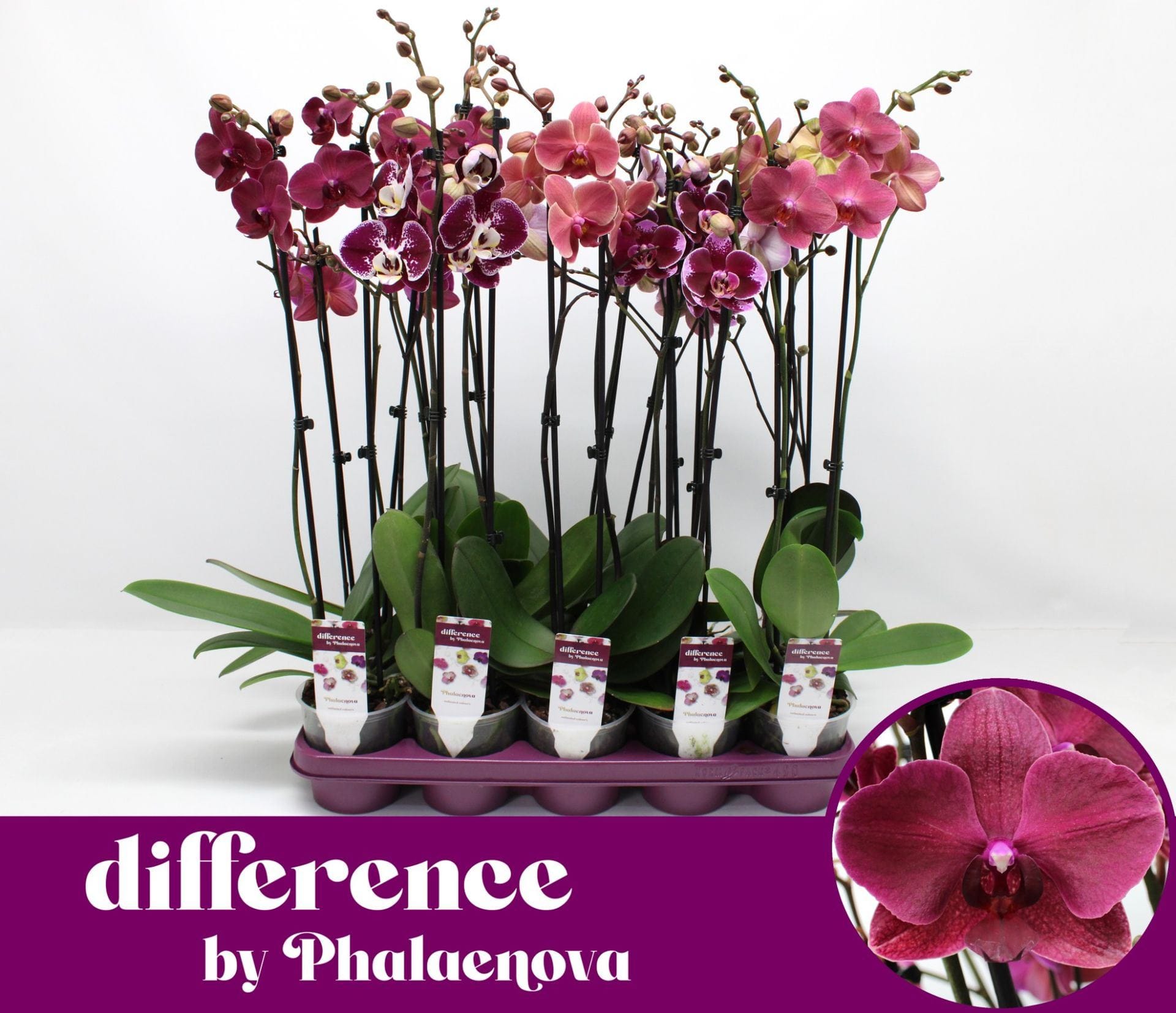 3fb9afcd-54ce-40bb-ab98-d1de2cfeaa28-1.jpg