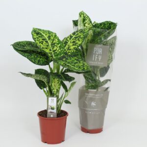Dieffenbachia Reflector Purify Dieffenbachia Reflector 17 cm
(6 Plants/Order)(17cmP 60cmH)