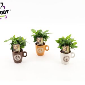 Arrangementen Arrangement Coffea in koffiekop
(12 Plants/Order)(9cmP 25cmH)