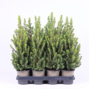 Picea glauca Conica
(11 Plants/Order)(11cmP 45cmH)