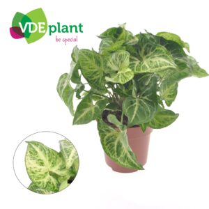 Syngonium Arrow Syngonium Arrow
(8 Plants/Order)(12cmP 25cmH)