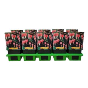 Dicentra spectabilis Dicentra spectabilis P11
(10 Plants/Order)(11cmP 25cmH)