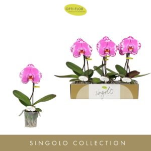 Phalaenopsis other Singolo Victorio
(6 Plants/Order)(9cmP 40cmH)