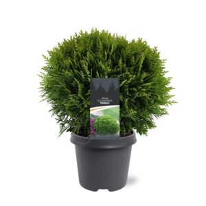 Thuja Danica Thuja occidentalis 'Danica'
(1 Plants/Order)(23cmP 35cmH)