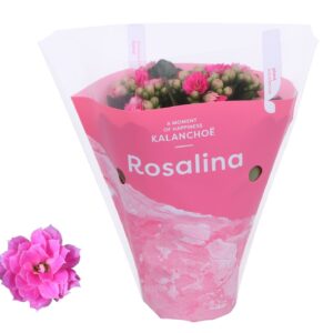 Kalanchoe Rosalina Don Nando Kalanchoe Rosalina 07cm TST Don Nando, pink hoes
(16 Plants/Order)(7cmP 15cmH)
