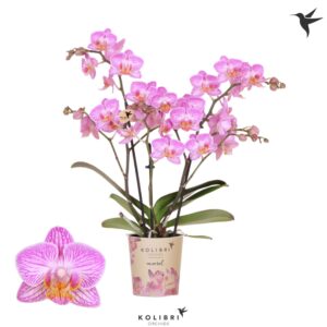 Phalaenopsis Multiflora Kolibri Orchids Phalaenopsis Switserland 3 spike
(12 Plants/Order)(9cmP 40cmH)