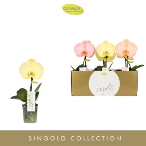 Phalaenopsis mixed Singolo Aquarello Sunlight
(6 Plants/Order)(9cmP 40cmH)