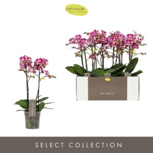 Phalaenopsis Bubbles Optimost Bubbles 2 spike
(6 Plants/Order)(12cmP 45cmH)