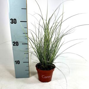 Carex Jubilo Carex brunnea Jubilo p10,5
(15 Plants/Order)(10.5cmP 25cmH)