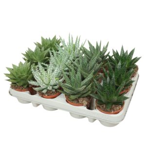 Aloe Aloë/Gasteria mix 8,5 cm
(12 Plants/Order)(8.5cmP 12cmH)