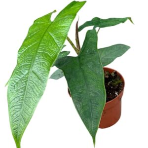 Alocasia Alocasia Sulawesi Green Carpet
(1 Plants/Order)(10.5cmP 15cmH)
