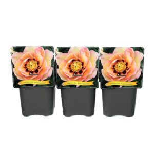 Paeonia Paeonia Itoh 'Pastel Splendor' C5
(1 Plants/Order)(21cmP 35cmH)