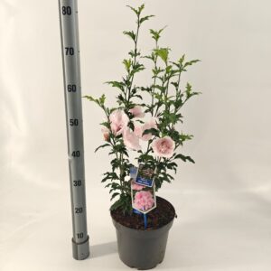 Hibiscus syriacus Hibiscus syr. Pink Chiffon ('Jwnwood4'PBR)
(1 Plants/Order)(23cmP 70cmH)